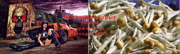 индика Заводоуковск